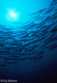 Barracuda at Lumbalumba