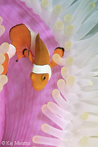 Clownfish at Lumbalumba