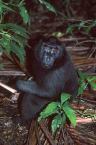 Sulawesi Crested Black Macaque