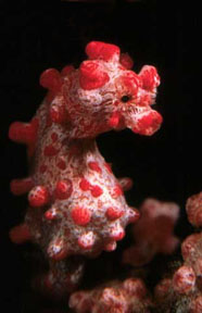 Pygmy Seahorse at Lumbalumba