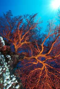 Sea Fan at Lumbalumba