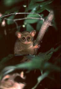 Tarsier